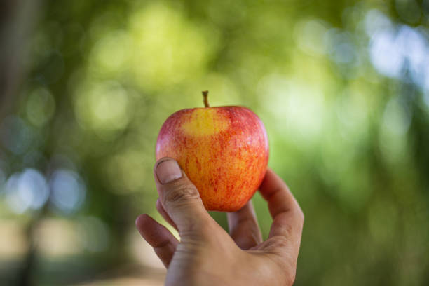 istock Holding a red apple with a hand isolated on a blurry green background 1278201163