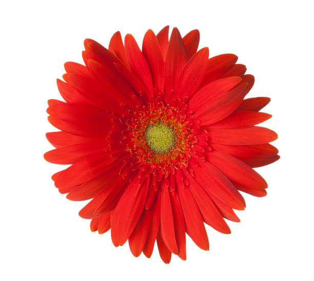 istock Bright red Gerbera flower isolated on white background. 1278201978