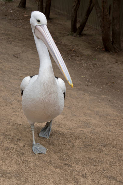 Large Pelican on the beach near water