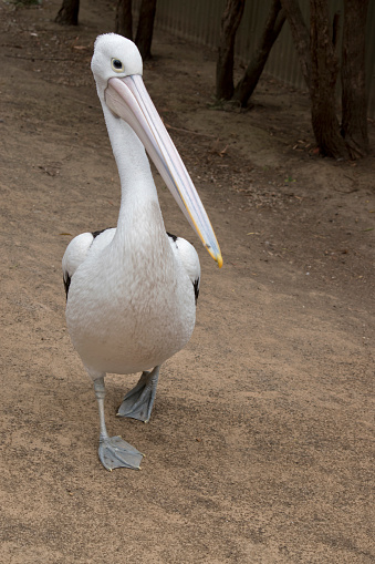 the pelican is a black and white bird with a long pink beak