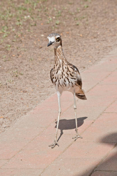 der buschsteinbrachvogel geht auf einem pfad - stone curlew stock-fotos und bilder