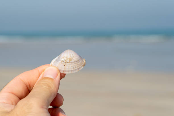 istock Hand holding seashell with blurred beach background and copy space for summer beach and nature concepts. 1278203164