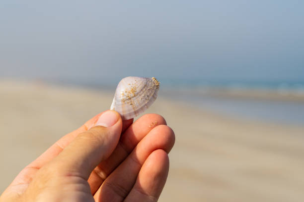 istock Hand holding seashell with blurred beach background and copy space for summer beach and nature concepts. 1278203172