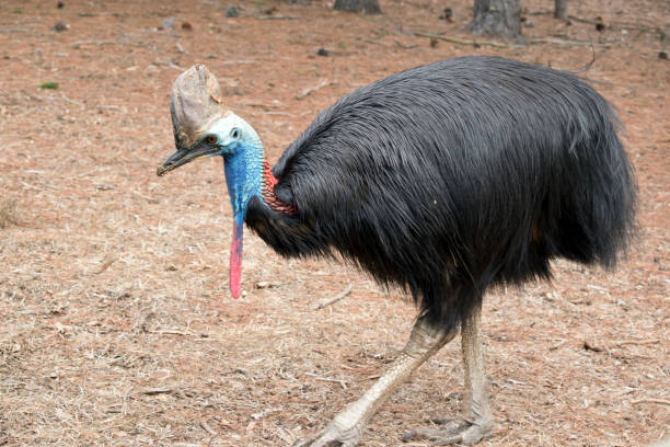 istock this is a side view of a cassowary 1278203191