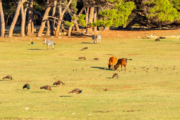 Open ZOO on Brijuni National Park with animals on he grassland in late afternoon light