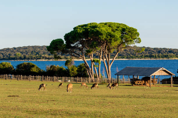 Open ZOO on Brijuni National Park
