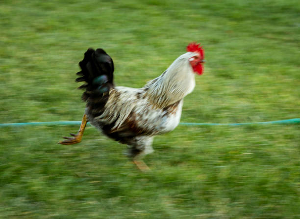 istock Speed Blurred Rooster Runs Over Grass Lawn 1278204893