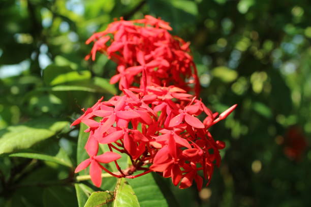 istock Flower of Ixora 1278205007