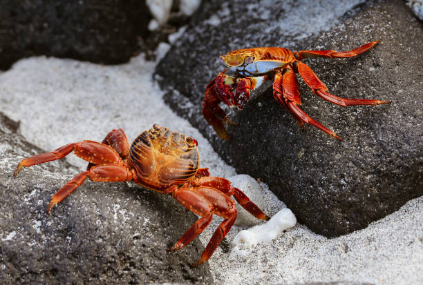istock Sally Lightfoot Crab On Rock in Galapagos Islands 1278205024