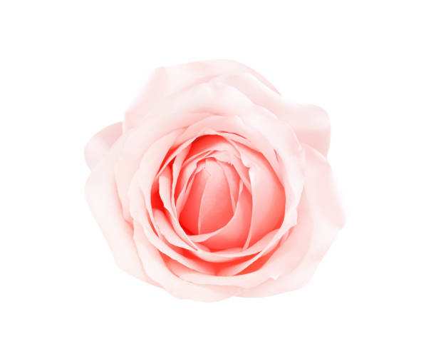 istock Ling pink rose flower  top view isolated on white background ,  clipping path 1278205224