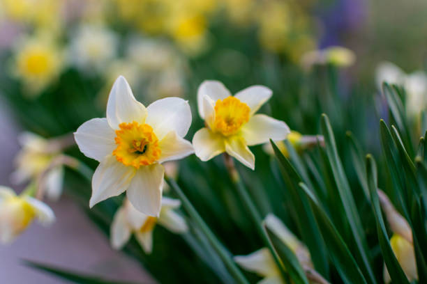 istock Beautiful white daffodils blooming in spring in the park 1278206866