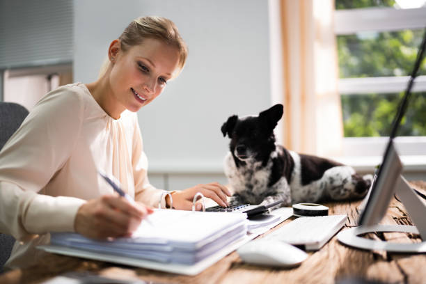 mujer contable haciendo contabilidad de impuestos usando la calculadora - dog pets advice women fotografías e imágenes de stock