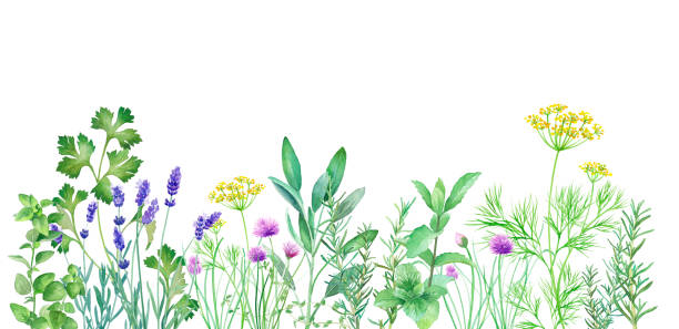 ilustraciones, imágenes clip art, dibujos animados e iconos de stock de ilustración de acuarela del jardín de hierbas. (eneldo, salvia, menta, romero, cebollino, tomillo, orégano, lavanda, perejil italiano) - herb chive parsley herb garden