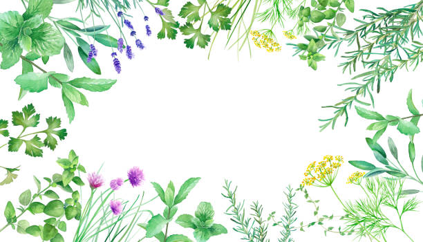 ilustrações de stock, clip art, desenhos animados e ícones de surrounding frame decoration of various fresh herbs. watercolor illustration. - herb chive parsley herb garden