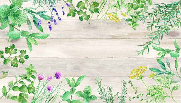 illustrations, cliparts, dessins animés et icônes de décoration de cadre entourée de diverses herbes sur le fond de grain de bois. illustration d’aquarelle. - dill natural pattern flower herb garden