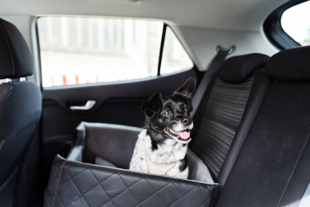 istock Dog In Car Seat With Safe Belt 1278209332