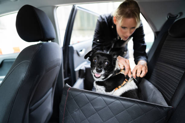 mulher apertando cachorro no carro com cinto seguro - caixa para transporte de animal de estimação - fotografias e filmes do acervo
