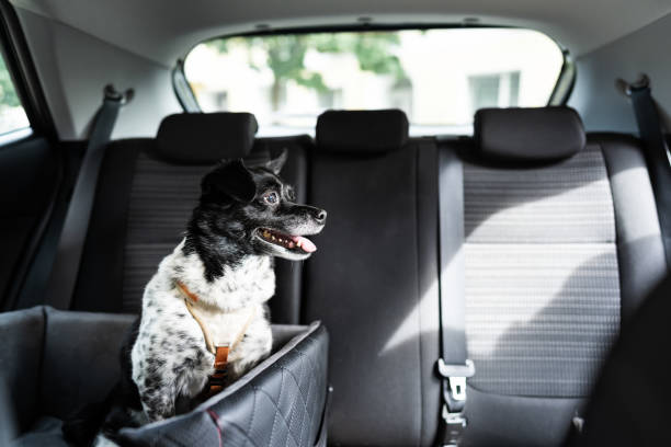 istock Dog In Car Seat With Safe Belt 1278209334