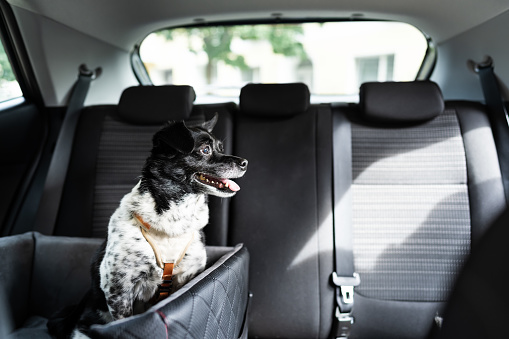 Dog In Car Seat With Safe Belt In Seat Booster