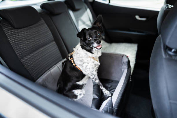 istock Dog In Car Seat With Safe Belt 1278209337