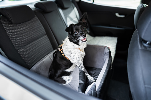 Dog In Car Seat With Safe Belt In Seat Booster