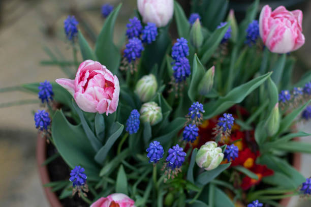 istock pink tulip and blue muscari bulbs lasagna 1278210107