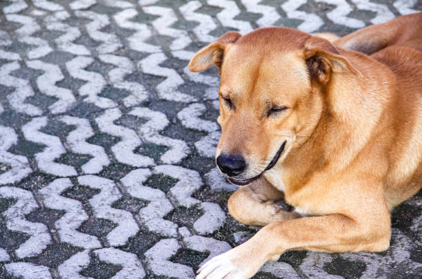 istock Dog closed eyes and laying down on old floor background 1278210220