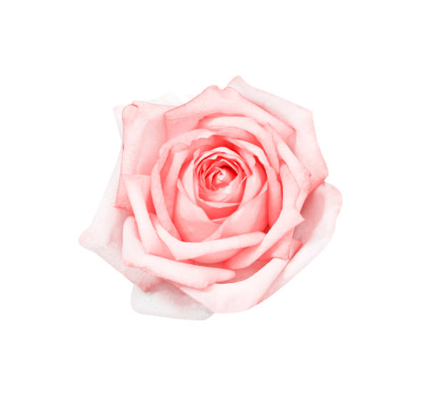 istock Pink rose flowers with water drops isolated on white background top view 1278210295
