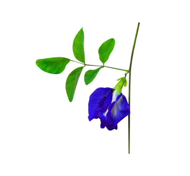 istock Dark blue flower or clitoria ternatea with green leaf isolated on white background 1278211310