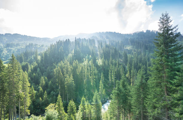 istock Top view of a pine forest 1278212058