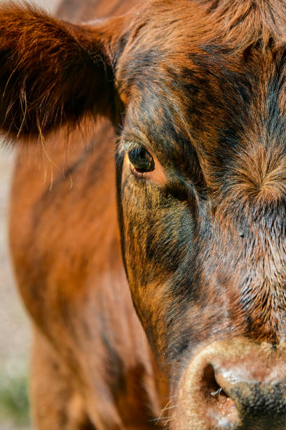 A close up of a Eurasian Bison's head.