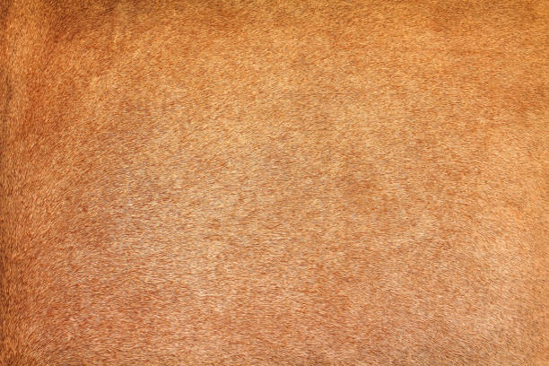 istock Brown cow fur texture abstract , animal skin patterns background 1278212963