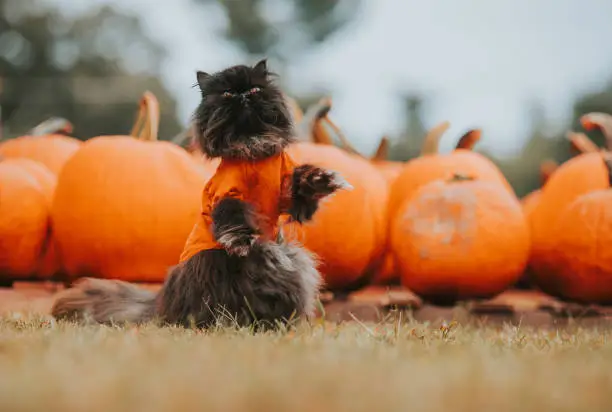 A black persian cat begging (performing a trick) in a pumpkin patch.