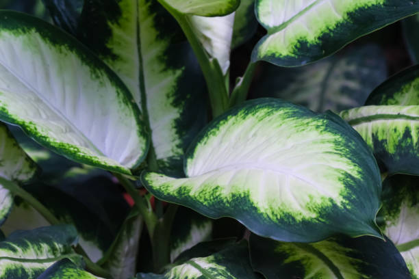 istock Dumb cane leaves texture nature background 1278214175