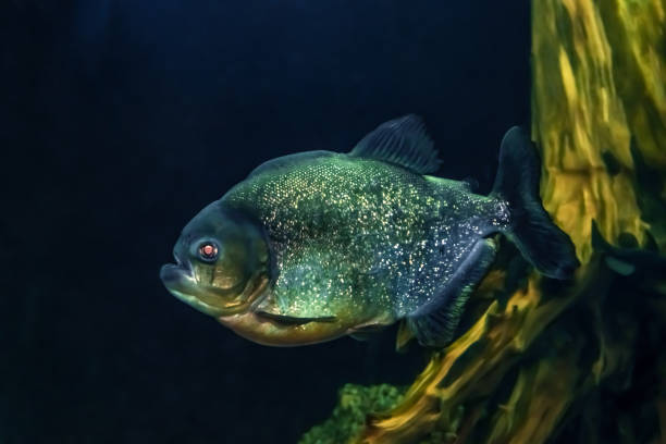 istock Single piranha fish, close-up, isolated on abstract blue and gold background 1278214219