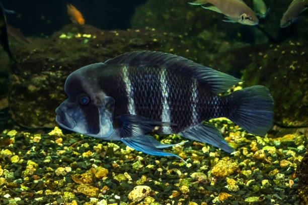 Blue-white striped Cyphotilapia frontosa fish swims underwater Blue-white striped Cyphotilapia frontosa fish swims underwater. Exotic african fish with a large hump on the forehead in the Exposition Aquarium Complex of Freshwater Fauna of DNU (Ukraine) cyphotilapia frontosa stock pictures, royalty-free photos & images