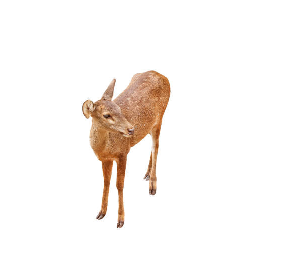 istock Baby dear no antler standing isolated on white background , clipping path 1278214263