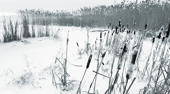 Dry Typha plants are in the snow, natural winter background. Monochrome blue toned photo with soft selective focus