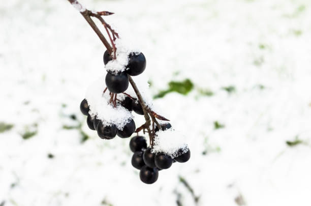 istock Aronia berries. Chokeberry are on a branch 1278215197