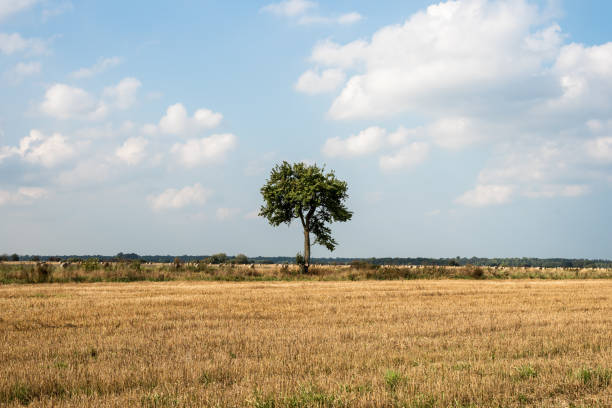 istock A lone tree stands in the middle of a field 1278217234