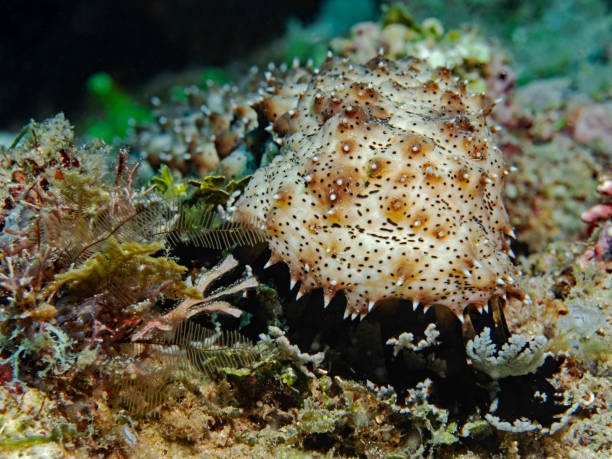 istock Graeff's Sea Cucumber, Strichel Seewalze (Bohadschia graeffei) 1278218012
