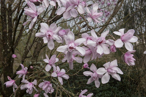 Beautiful lilac tree blooming