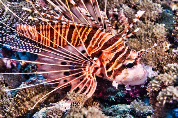 Coral reef containing wild Spotfin Lionfish also known as Broadbarred Firefish (Pterois antennata).  With red and white striped warning coloration for its venomous spiny dorsal fins.