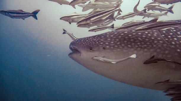 istock Massive wild Whale Shark swimming close-up side view 1278218298