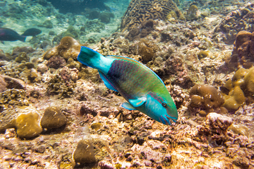 One colorful Singapore Parrotfish (Scarus prasiognathos) swims above a coral reef.  Location Andaman sea, Thailand.