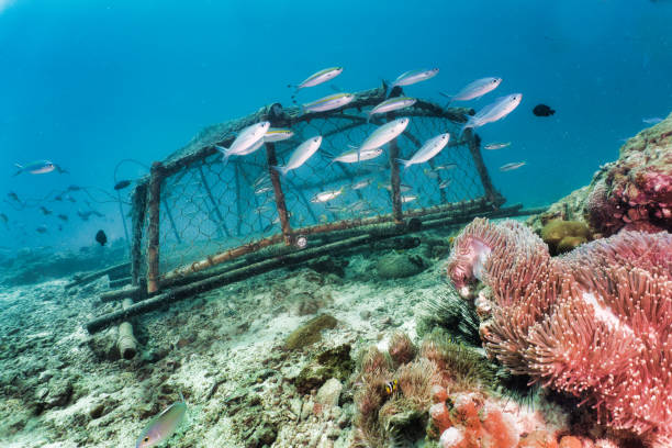 istock Ghost Net pollution on coral reef Thailand 1278218373