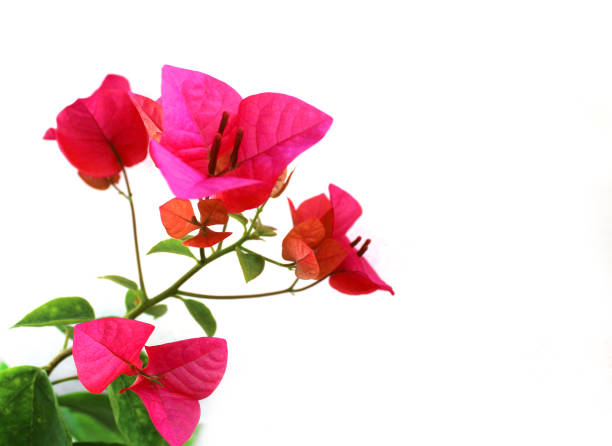 istock pink bougainvillea on white background 1278218493