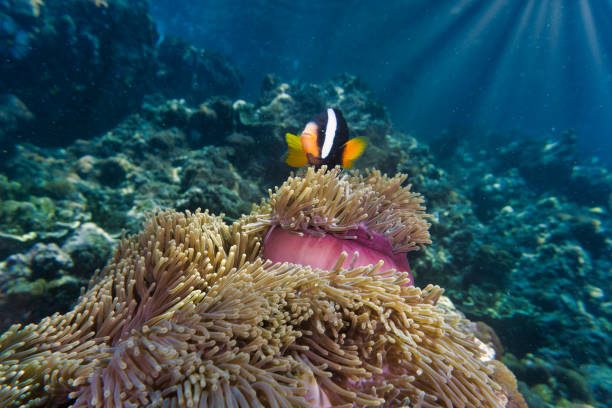 istock Cute clownfish underwater with sunburst 1278218521