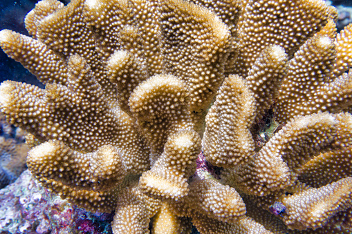 One Antler coral (Pocillopora grandis) in the Andaman sea, Thailand.