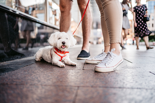 Bichon frise lying down between couples legs and taking a rest of walking downtown.
